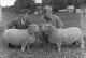 1962 Royal-Show Sheep.jpg.jpg