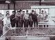 1966 Students in Shearing Shed.JPG.jpg